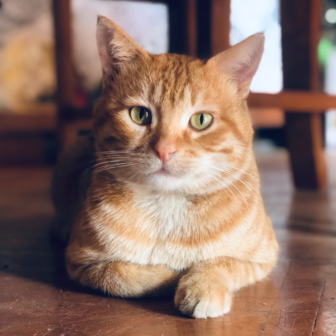 orange cat sitting on the floor