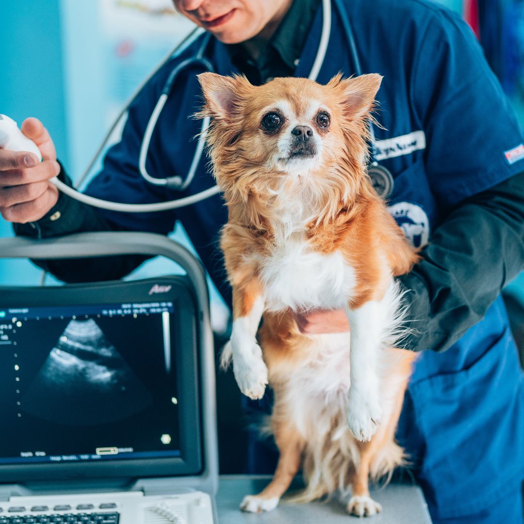 a vet examining a small dog