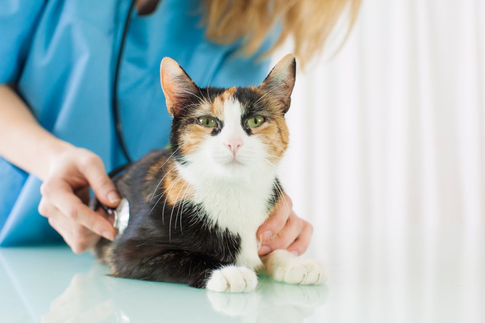 a cat sitting on a table being examined by a vet