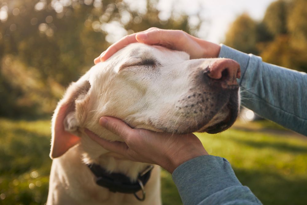 a person petting a dog