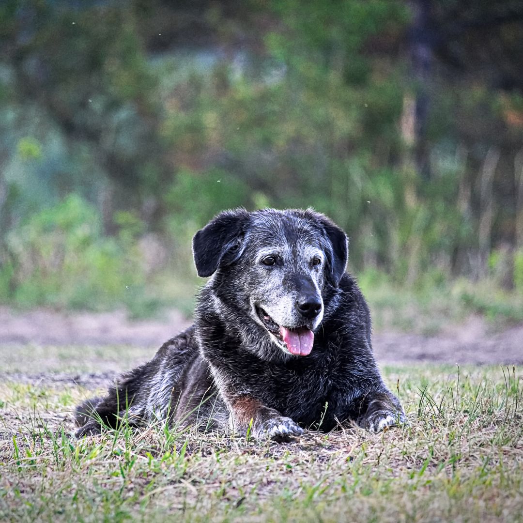 a dog lying in the grass