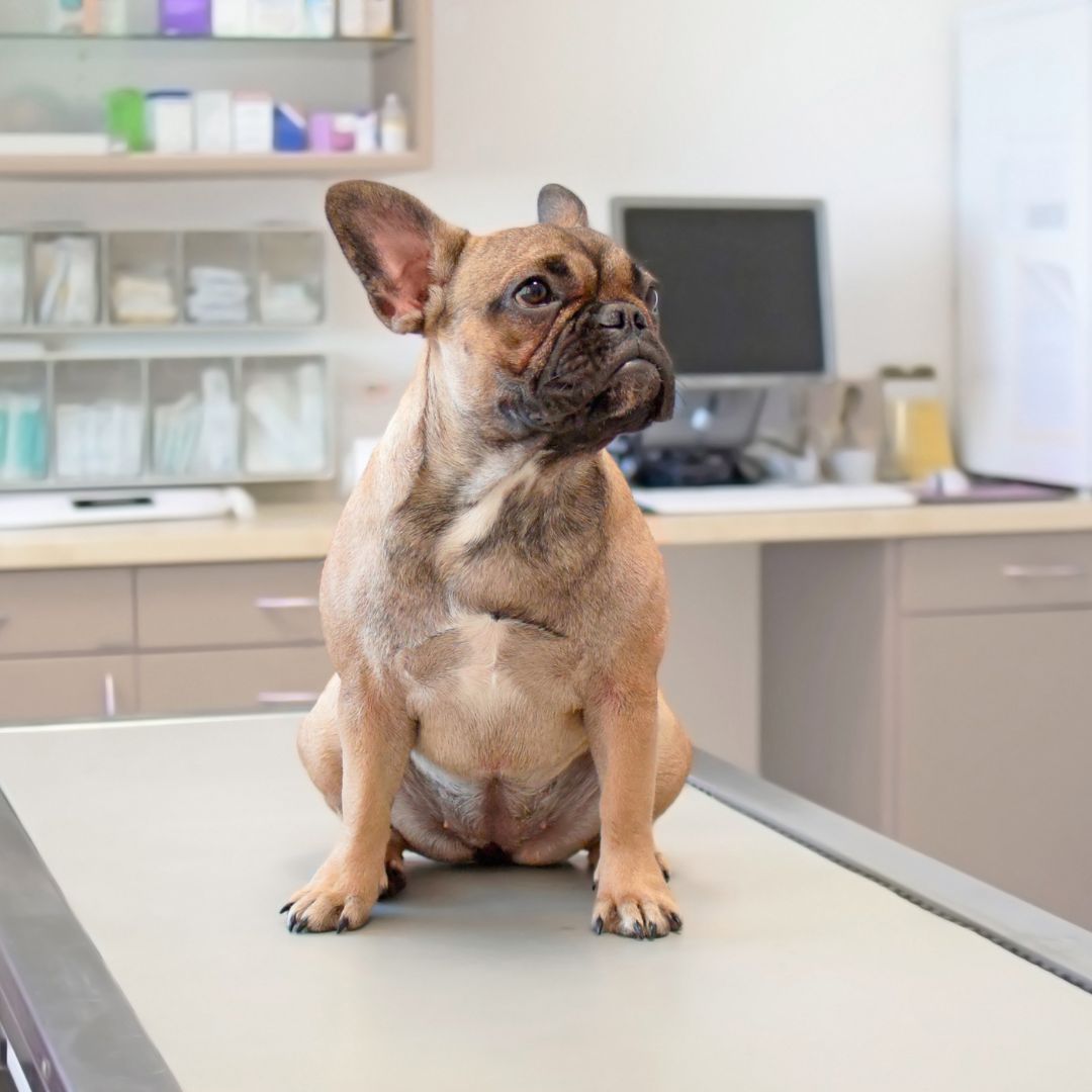 a dog sitting on a table