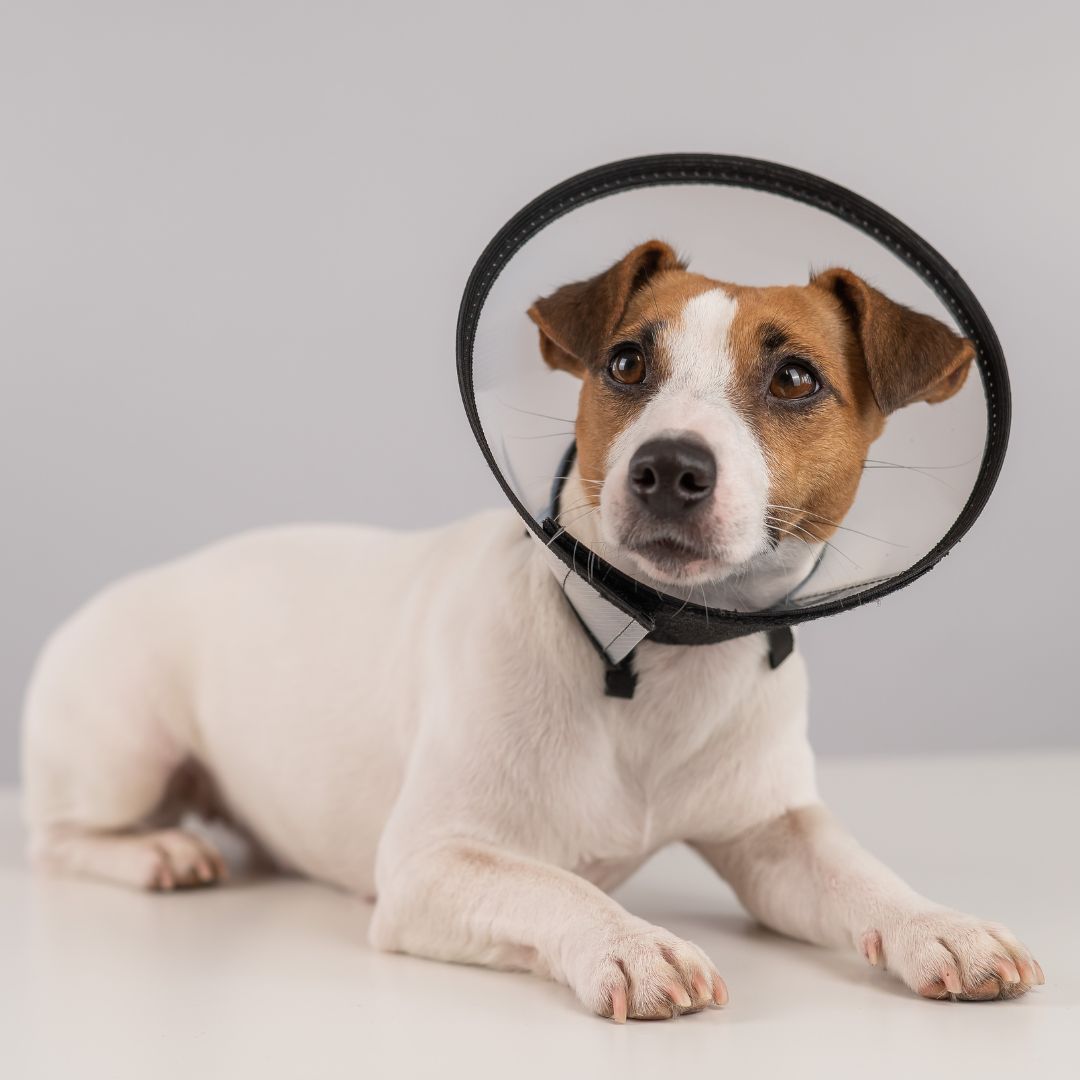 a dog with a cone on its head