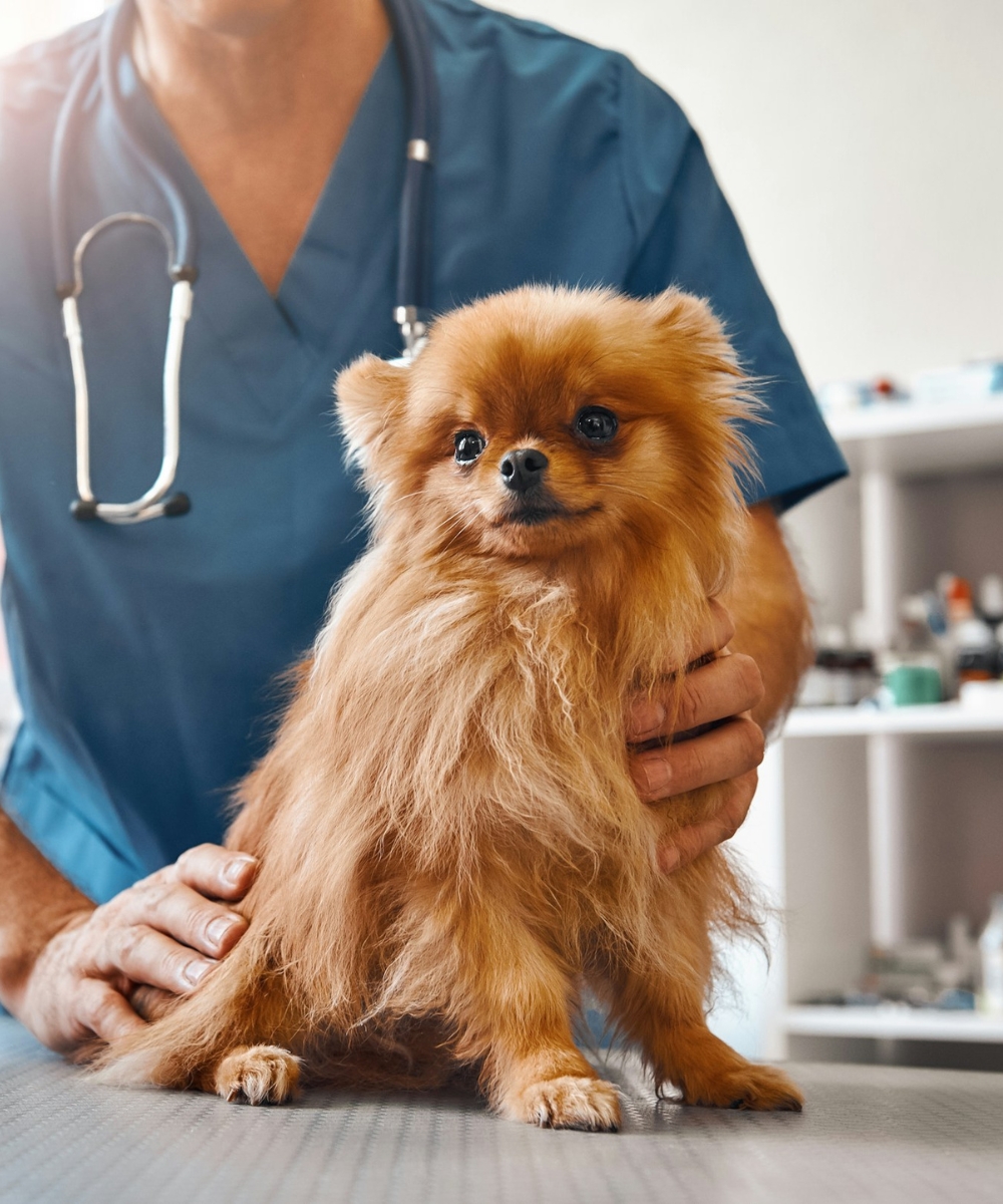 Vet holding a small dog on a table