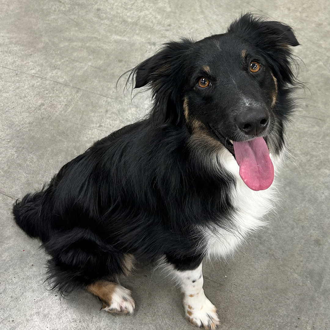 a black and white dog sitting on a concrete floor