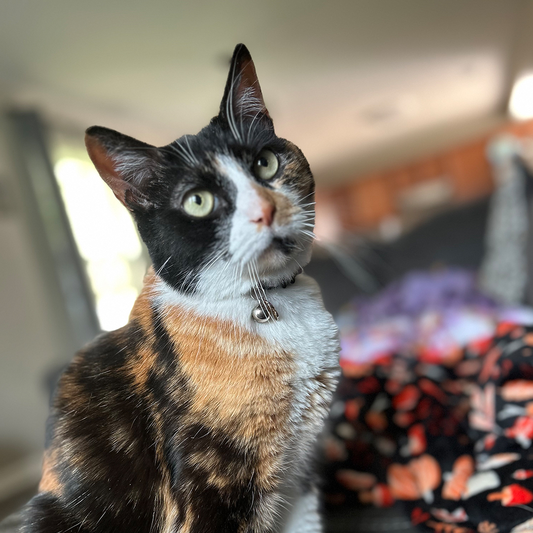 a cat sitting on a couch