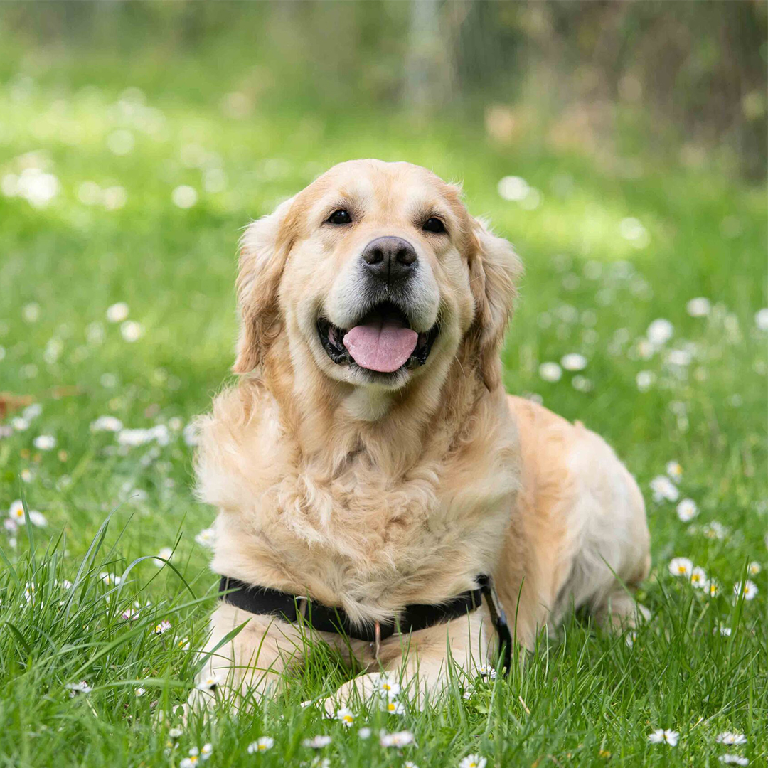 a dog sitting on the grass