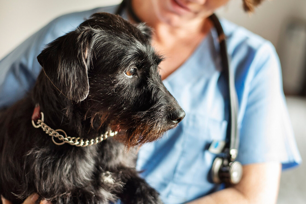 a person in scrubs holding a black dog