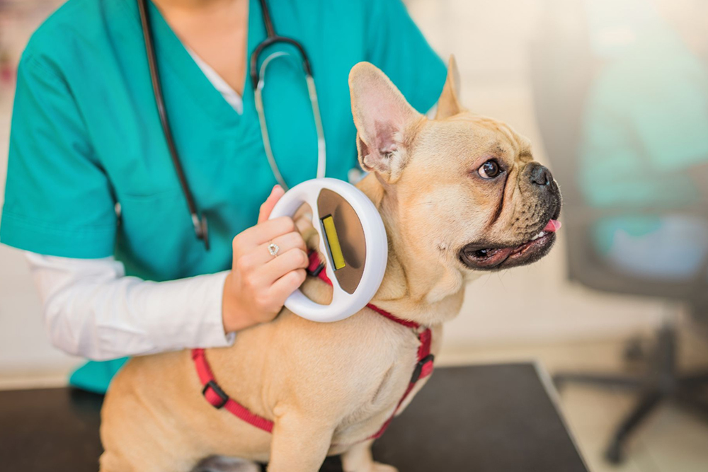 a vet holding a dog with a microchip machine