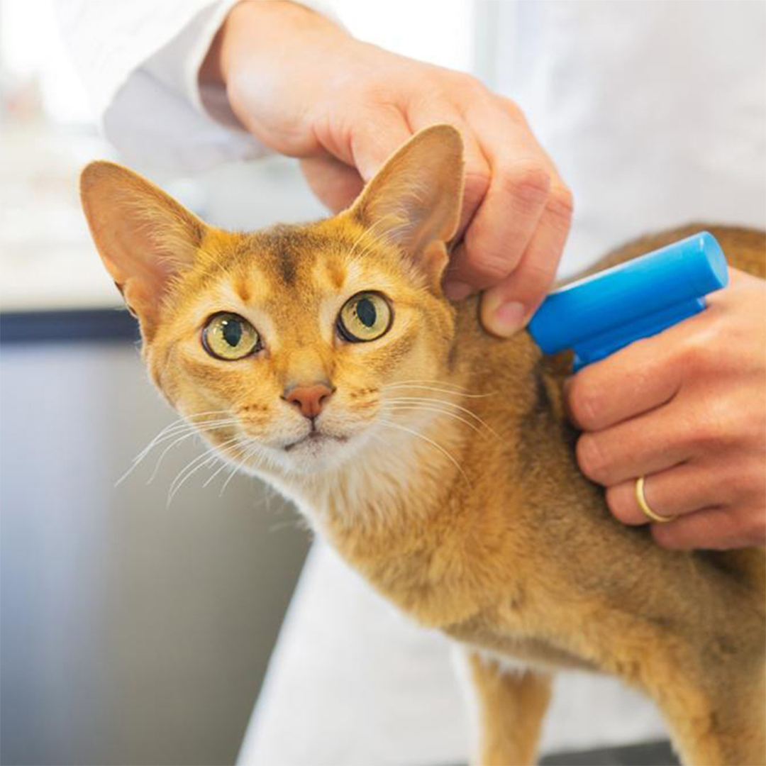 a vet microchipping a cat