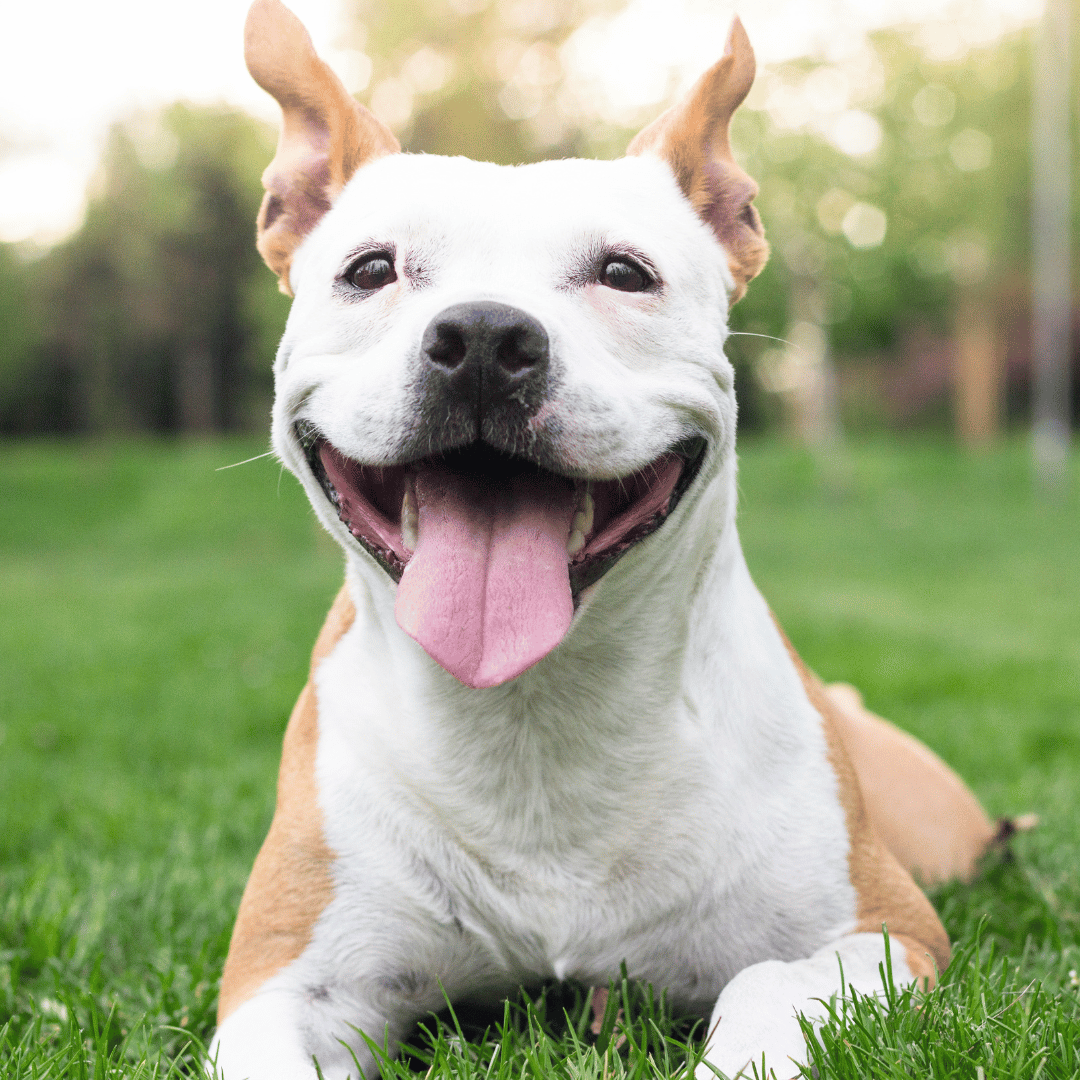 A happy dog relaxing on green grass