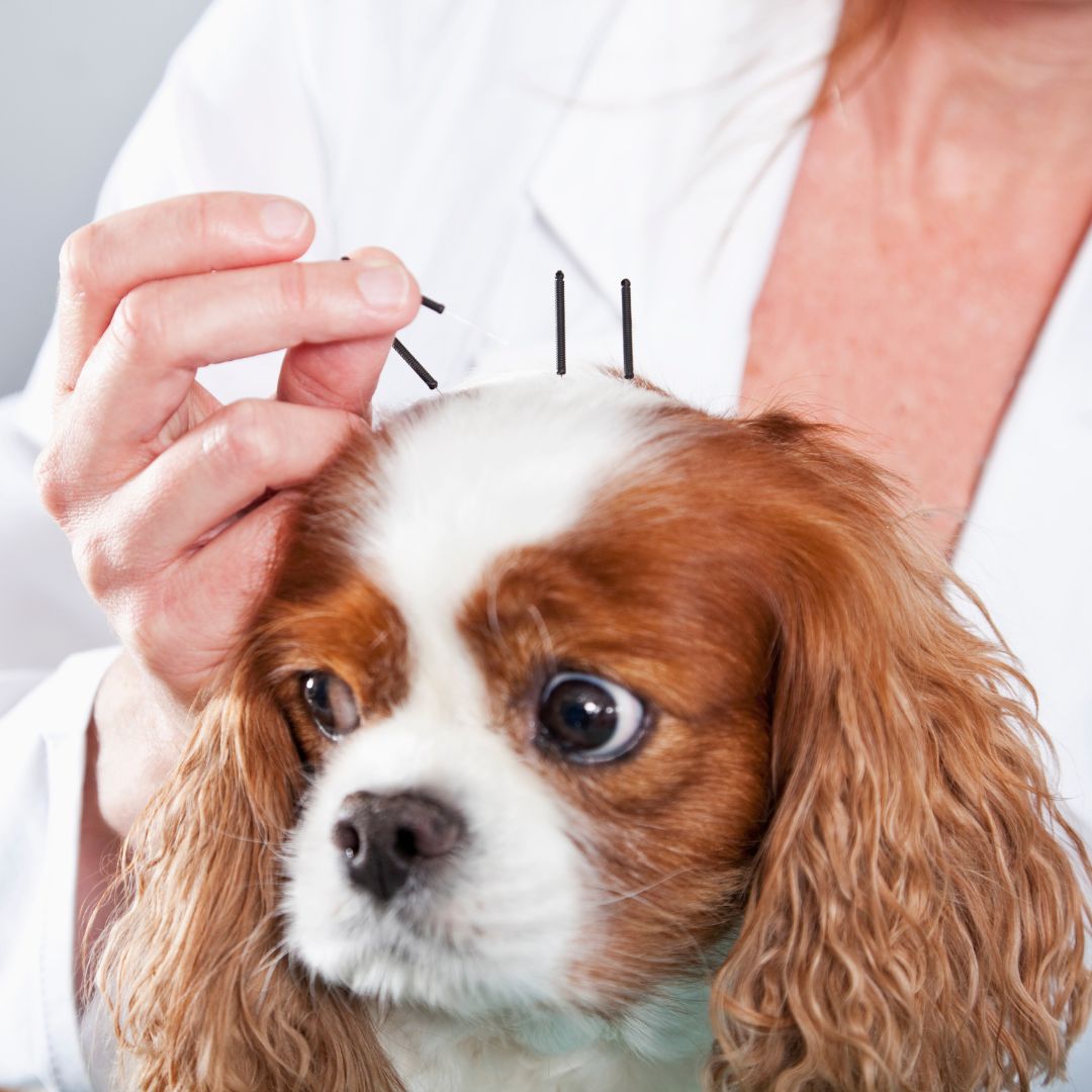 a vet doing acupuncture