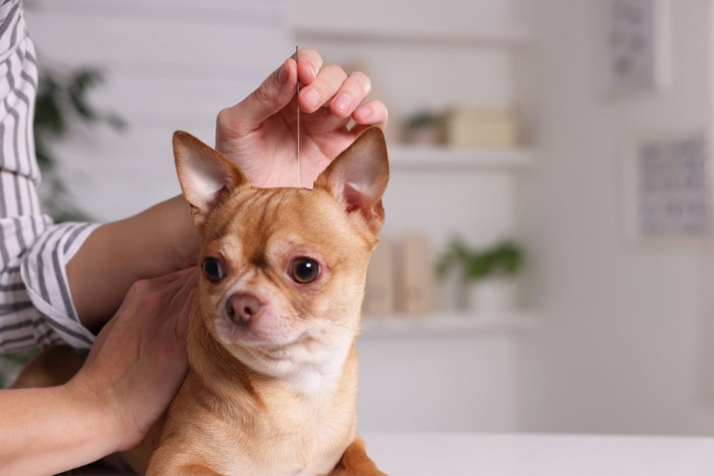 a person doing acupuncture on a dog