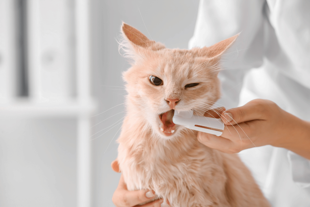 A vet cleaning cat teeth by brush