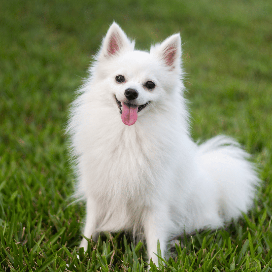 A white dog sitting peacefully in the lush green grass