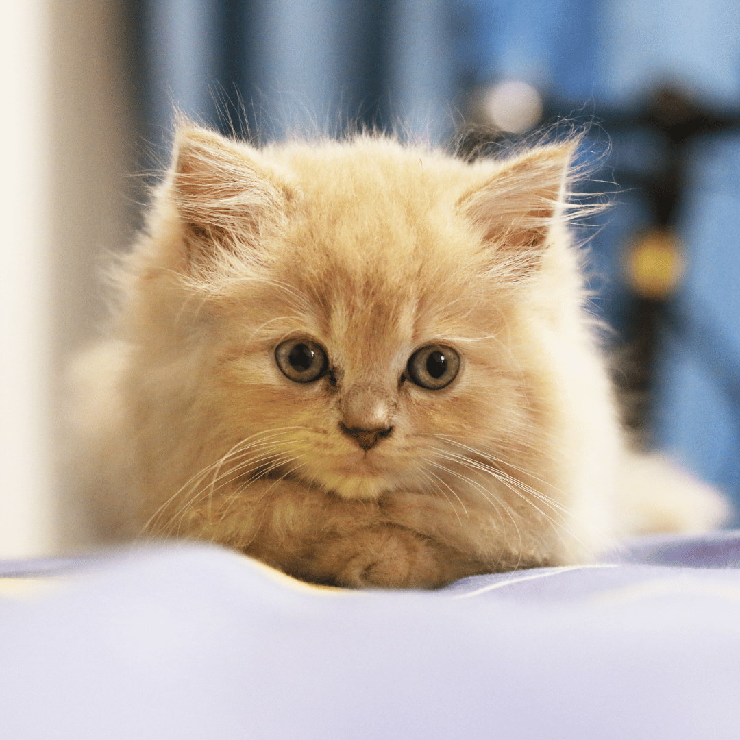 cute kitten sitting on bed