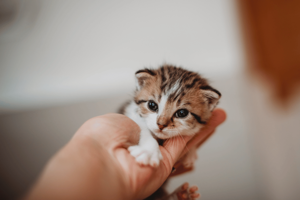 person hold a kitten in hand