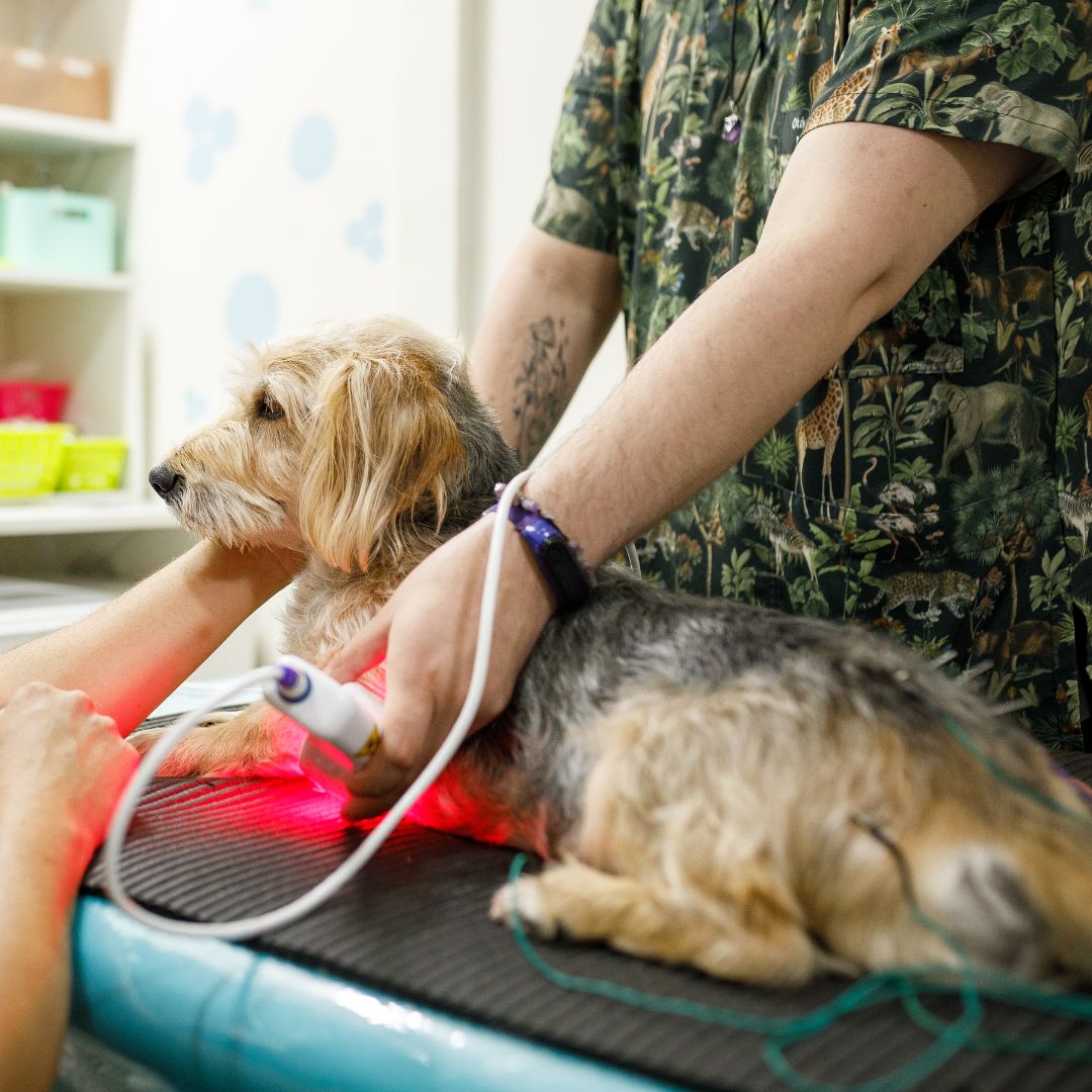 A person performing laser therapy on a dog