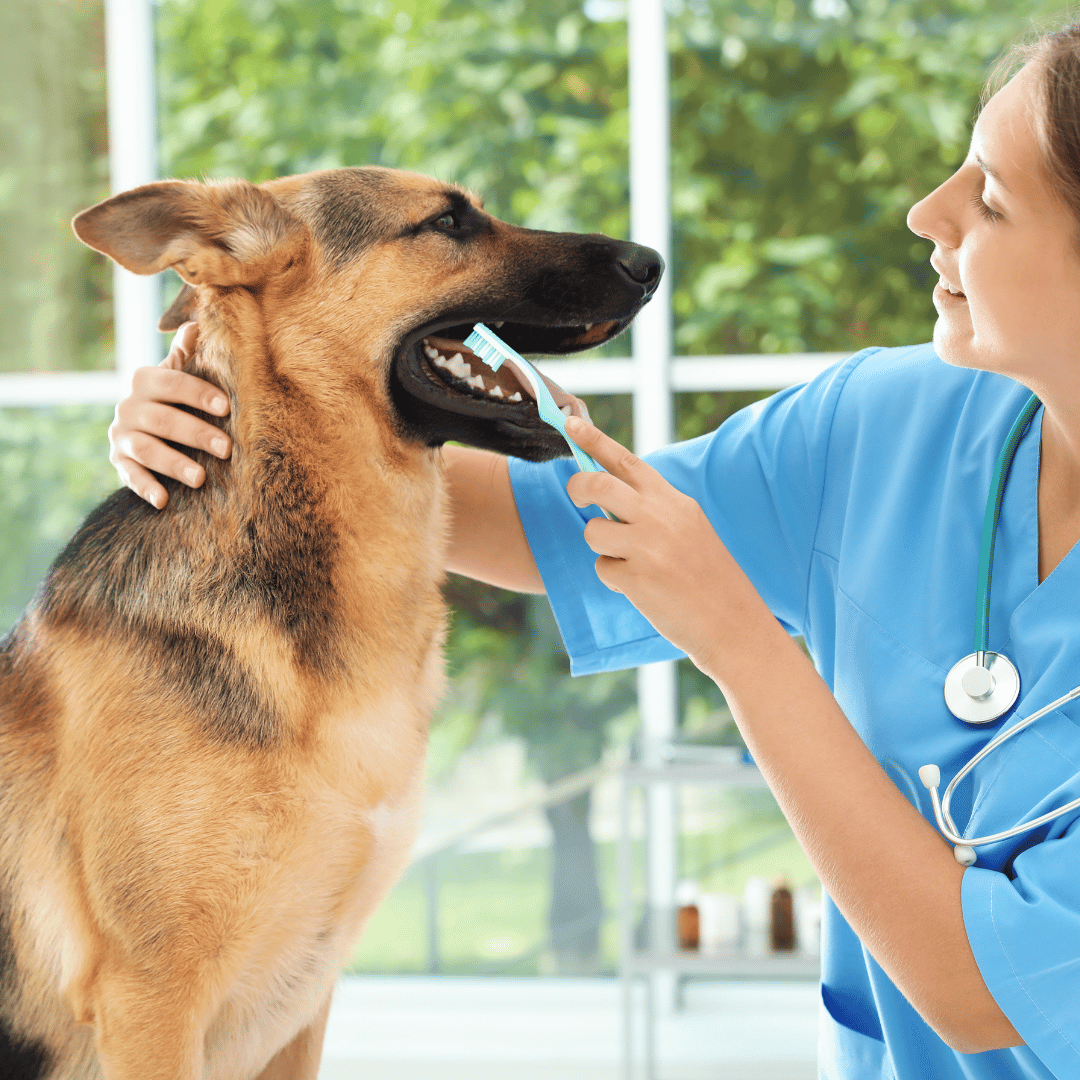 A vet cleaning dog teeth by brush