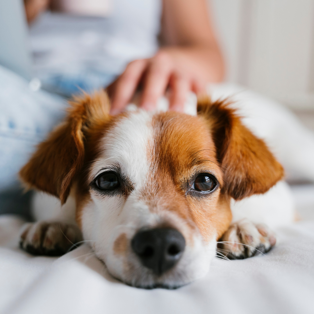 person petting a dog