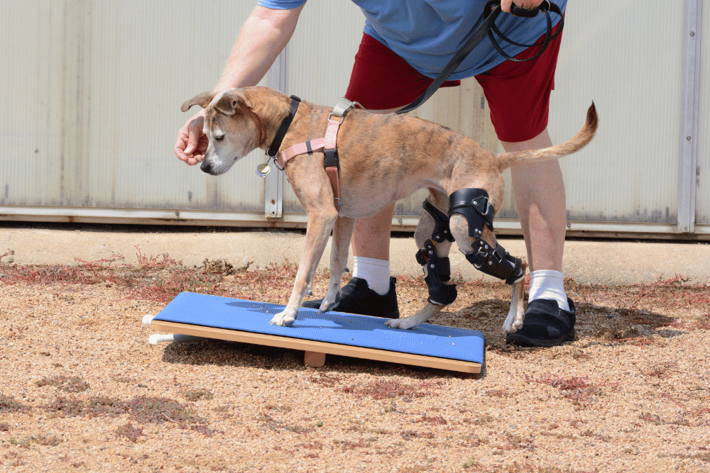 injured dog doing exercise 