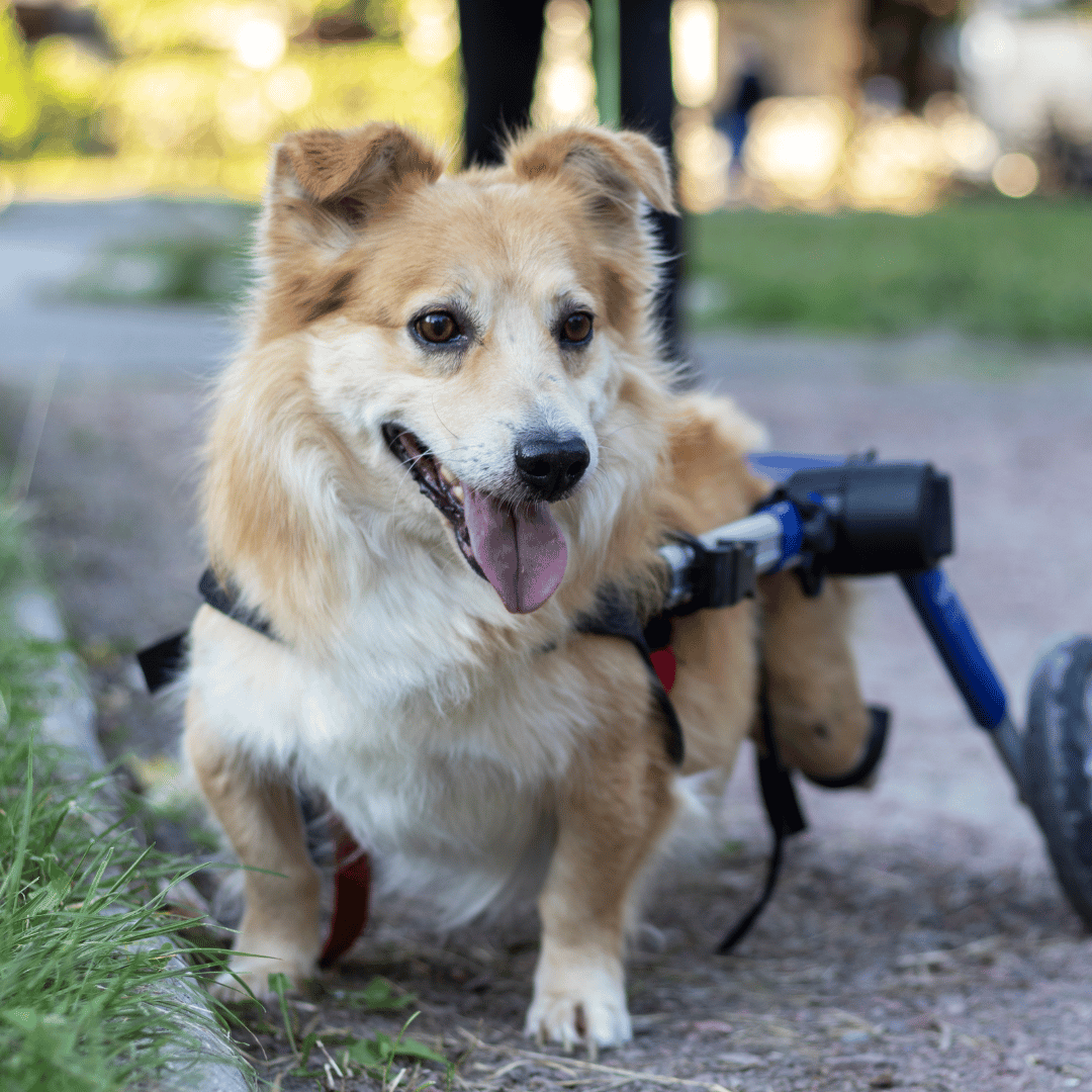 A disabled dog is using a wheelchair