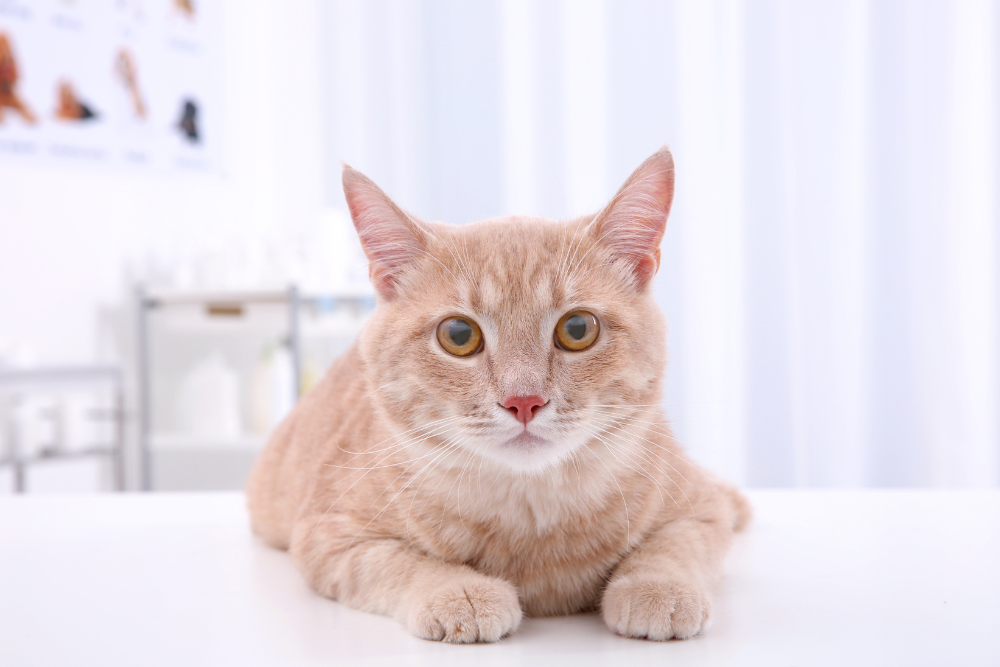 a cat lying down looking at the camera