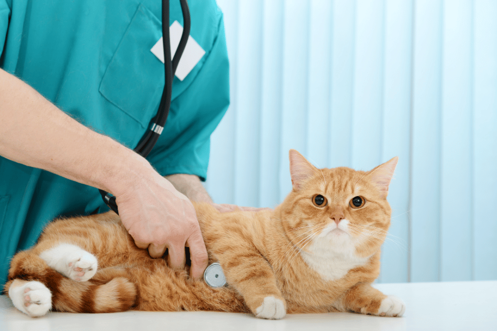 Vet examining a cat by stethoscope