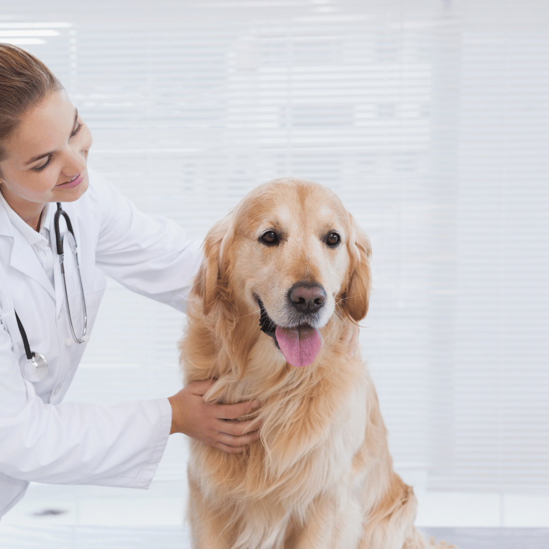 Vet examining a dog