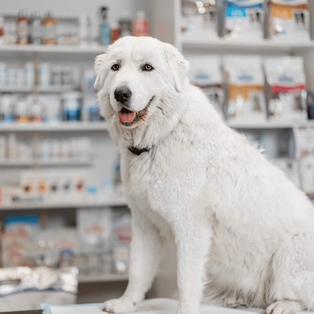 dog sitting in pharmacy store