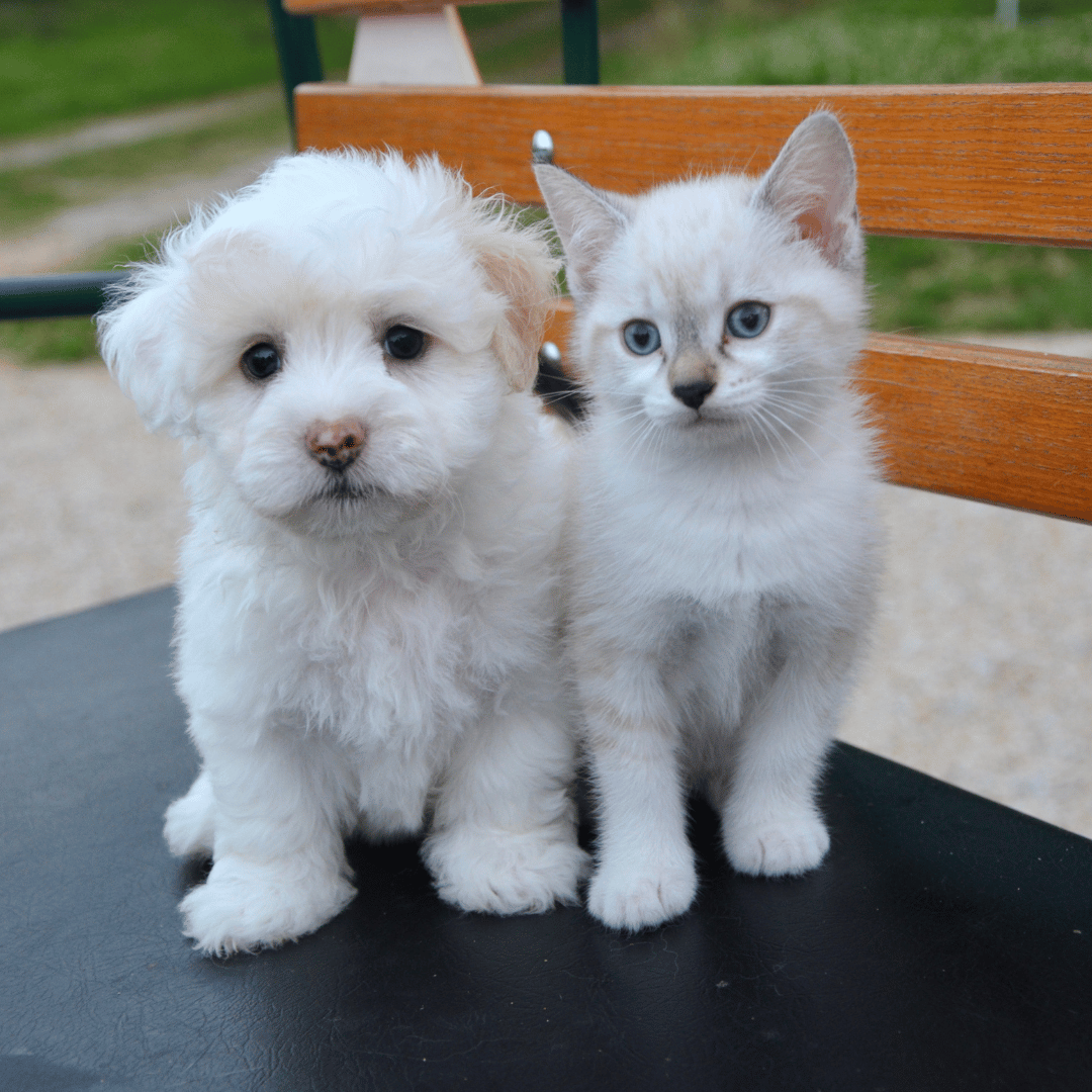 puppy and kitten sitting together on bench