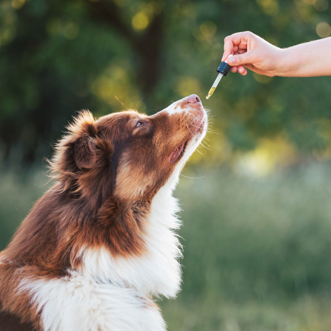 A person giving medicine to a dog