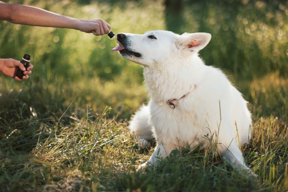 Person feeding a white dog sitting in grass