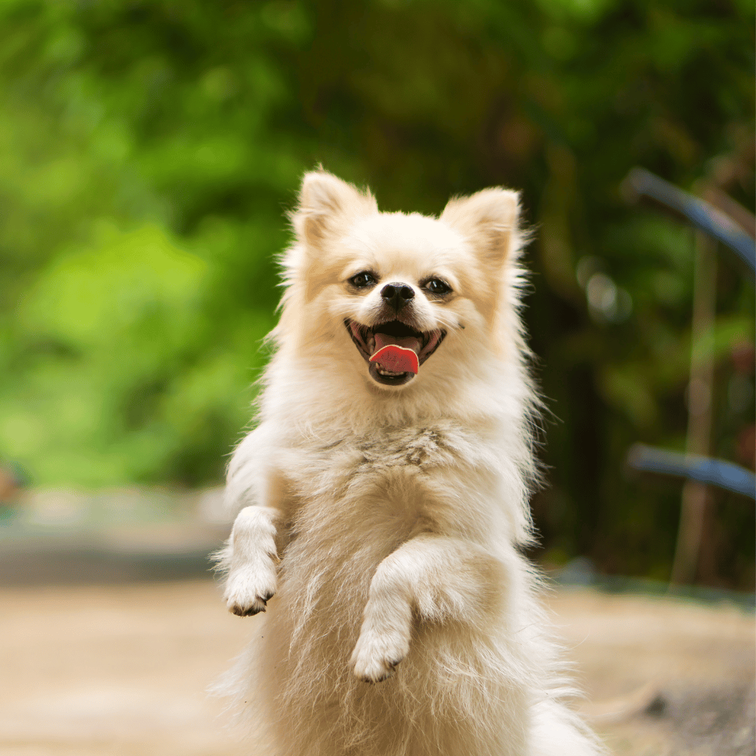 A small white dog standing on hind legs