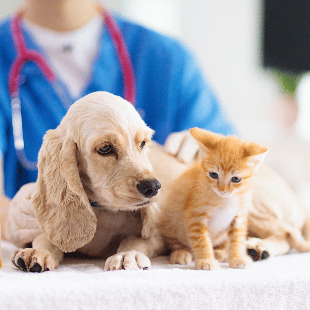 cat and dog sitting on vet table