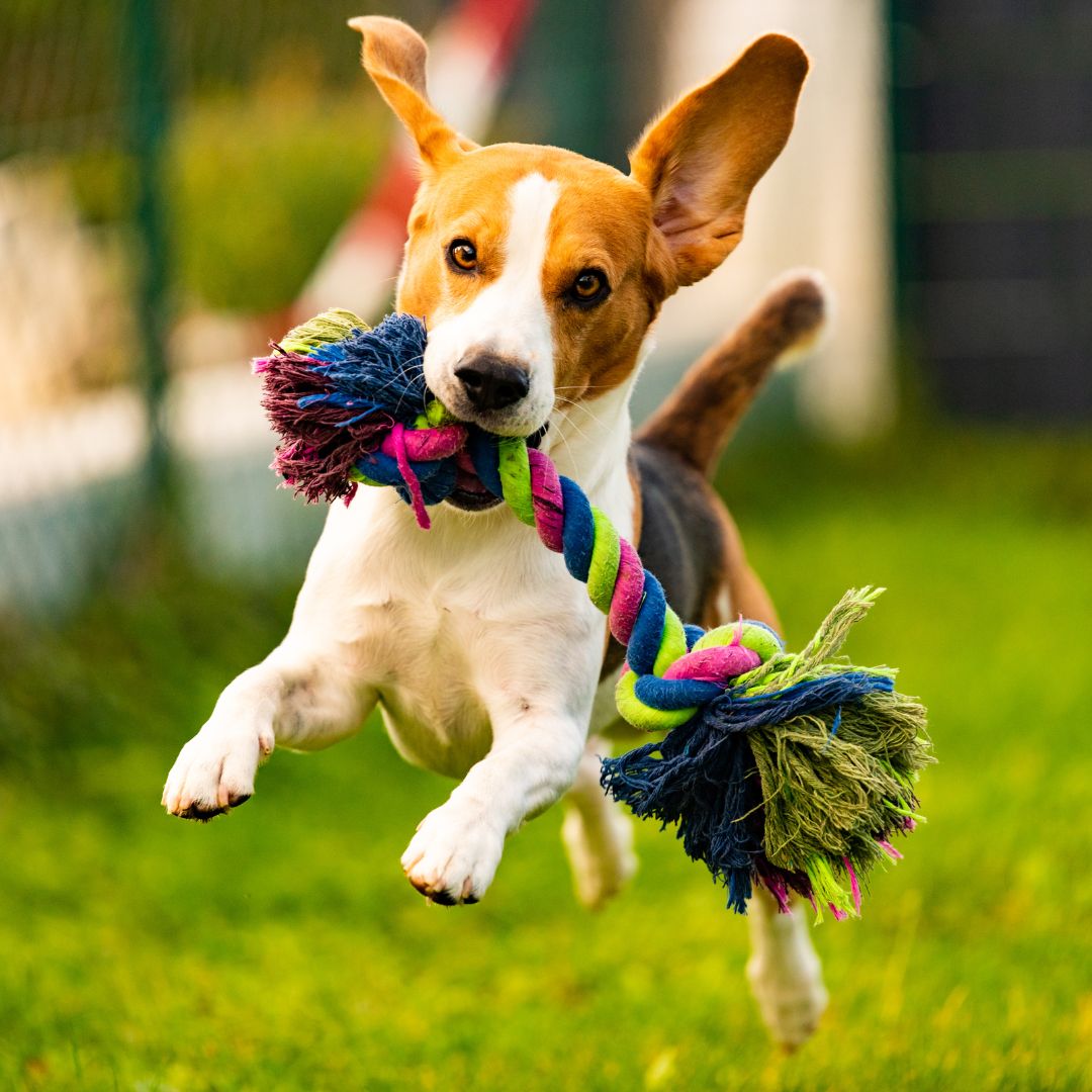 A beagle dog happily running with a toy