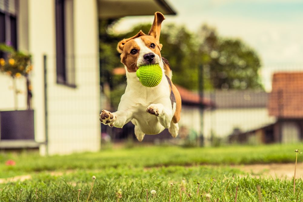 a dog jumping with a ball in its mouth