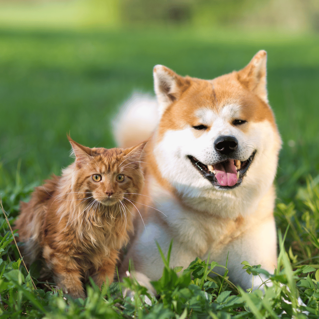 A dog and a cat are sitting together in the grass