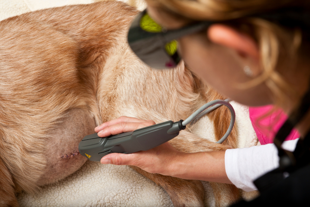 vet tech doing laser therapy on a dog